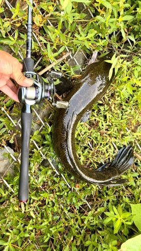 ライギョの釣果