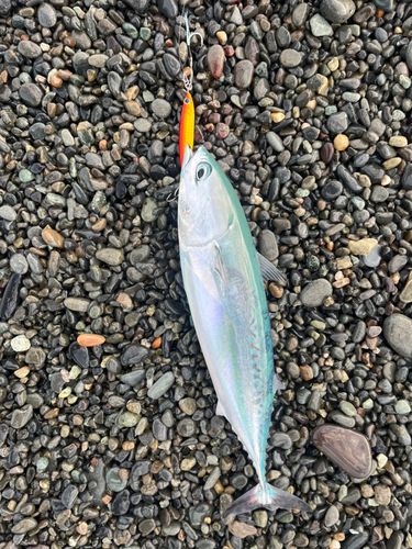 カツオの釣果