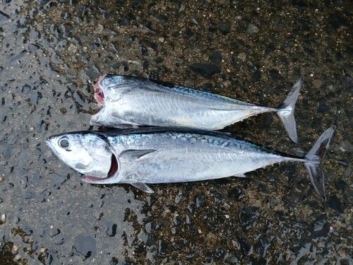 ソウダガツオの釣果
