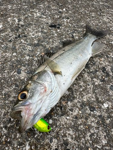 スズキの釣果
