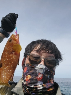 キジハタの釣果