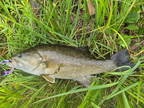スモールマウスバスの釣果