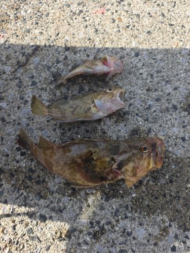 カサゴの釣果