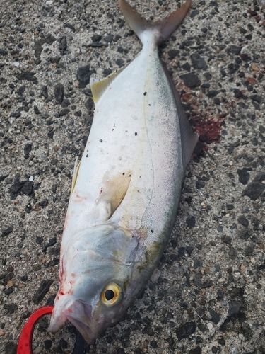 ネリゴの釣果