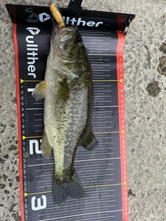 ラージマウスバスの釣果