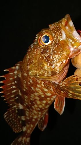 ガシラの釣果