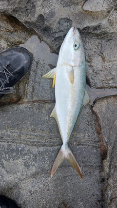 ヒラマサの釣果