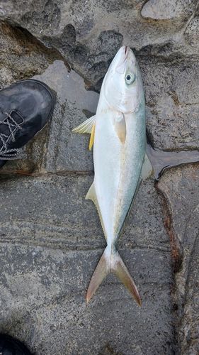 ヒラマサの釣果