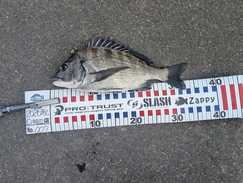チヌの釣果