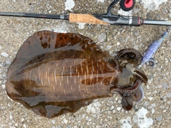 アオリイカの釣果