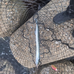 ダツの釣果