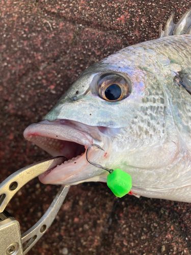 キビレの釣果