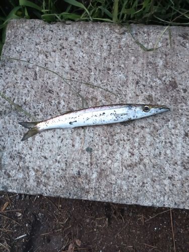 カマスの釣果
