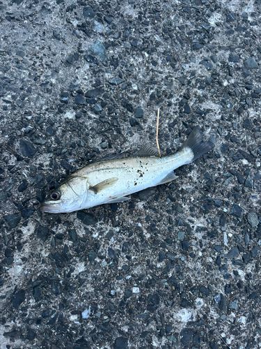 セイゴ（マルスズキ）の釣果