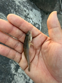 マハゼの釣果