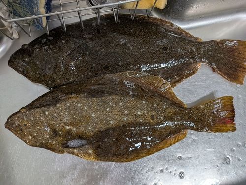 ヒラメの釣果
