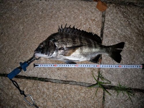 クロダイの釣果
