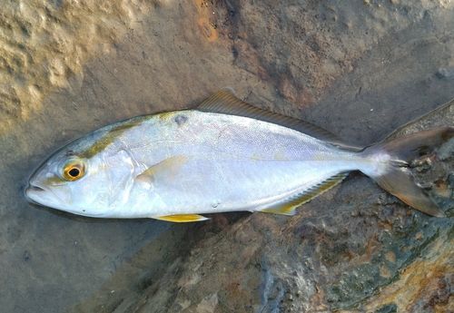 ショゴの釣果