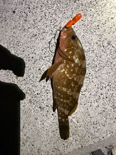 キジハタの釣果