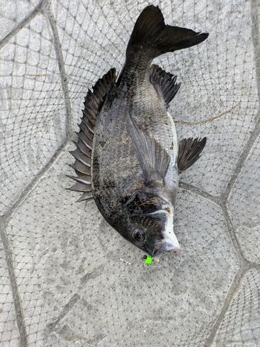 クロダイの釣果