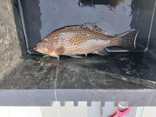 オオモンハタの釣果