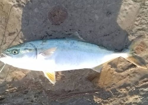 ワカシの釣果