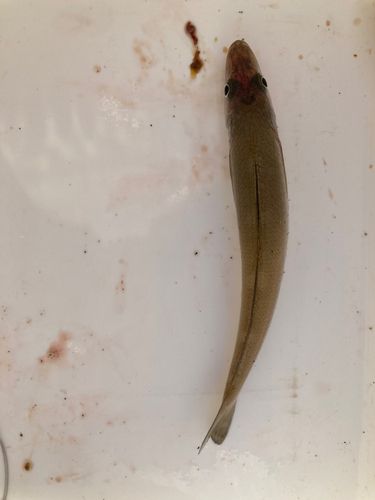 キスの釣果