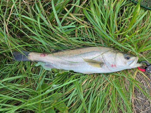 スズキの釣果