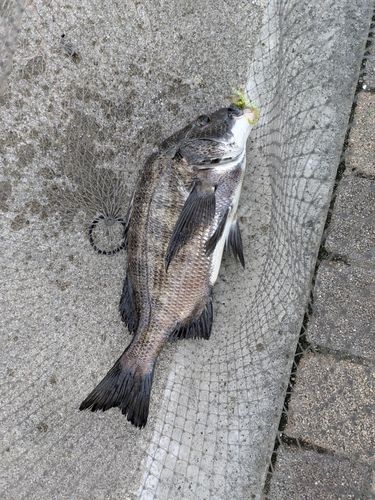 クロダイの釣果