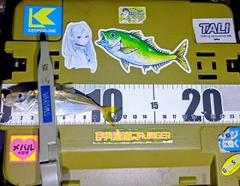 マアジの釣果