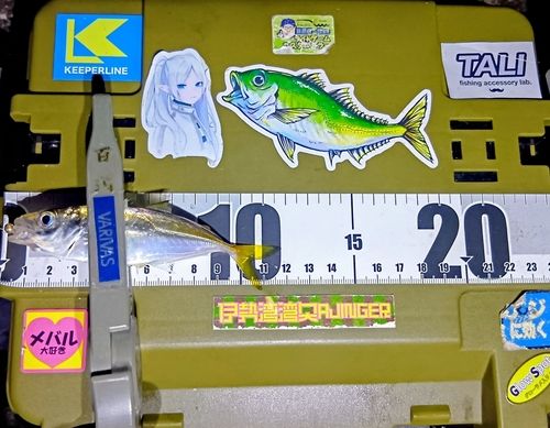 マアジの釣果