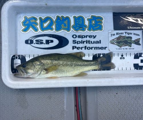 ブラックバスの釣果