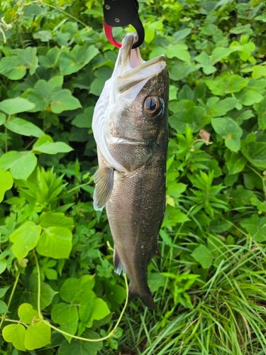 スズキの釣果