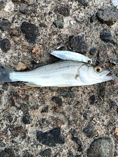 セイゴ（マルスズキ）の釣果