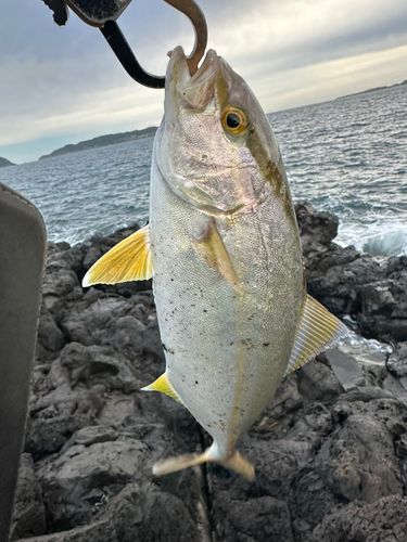 ネリゴの釣果