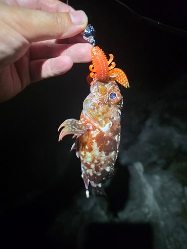 アカハタの釣果