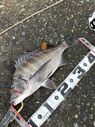 チヌの釣果