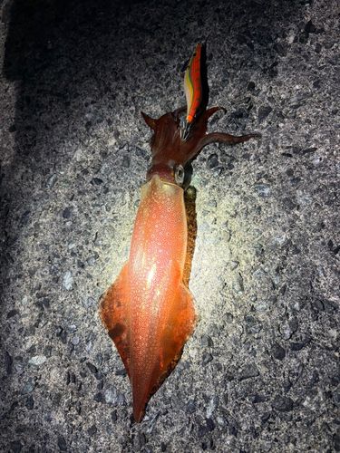 ケンサキイカの釣果