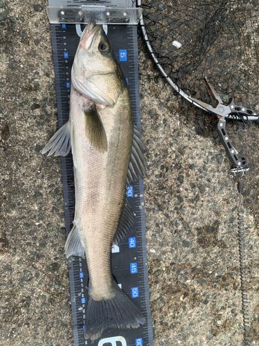 フッコ（マルスズキ）の釣果