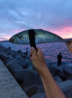 マルアジの釣果