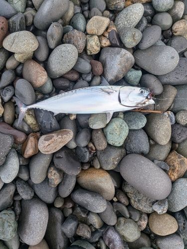 ソウダガツオの釣果