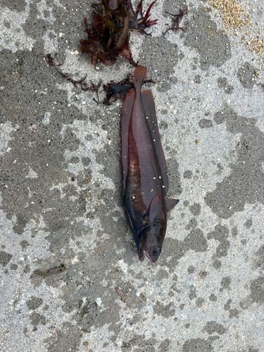 釣果