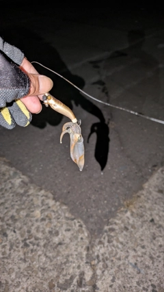 ベイカの釣果