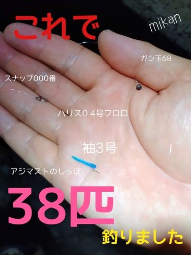 アジの釣果