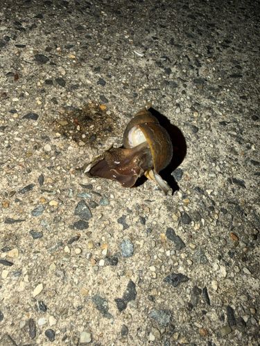 釣果