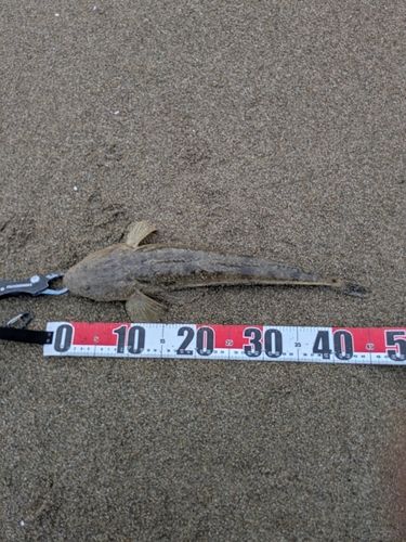 マゴチの釣果
