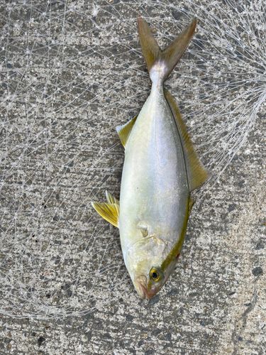 ネリゴの釣果