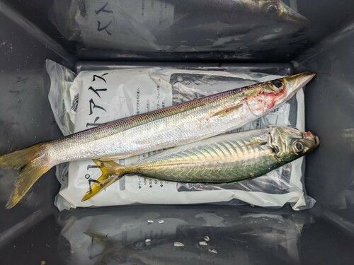 カマスの釣果