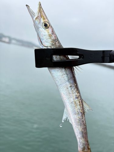 カマスの釣果