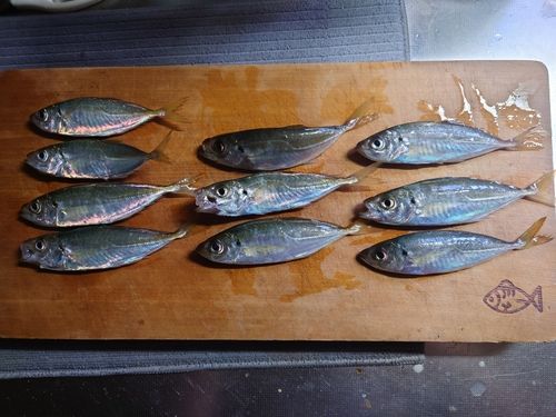アジの釣果